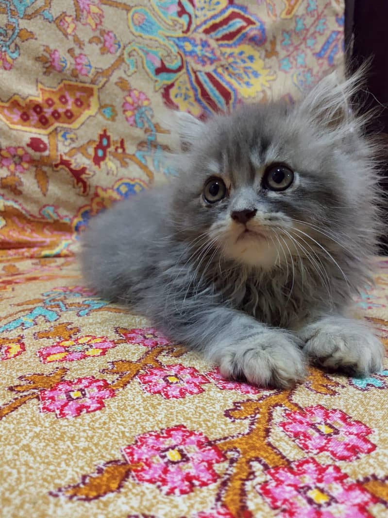 Persian cat 3