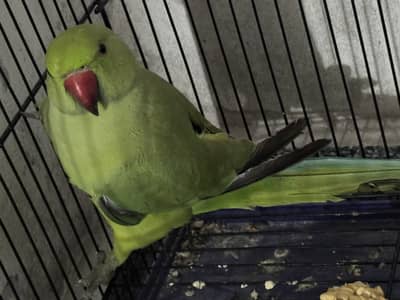 Parrot homebreed
