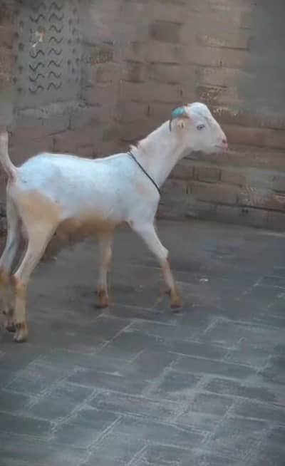 Russian tadda gulabi beauty brider male