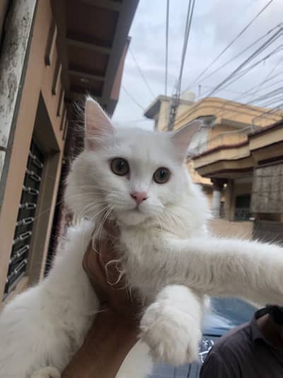 Persian cat ha or Three face ha or full white colour ha or 4 to 5 m ha