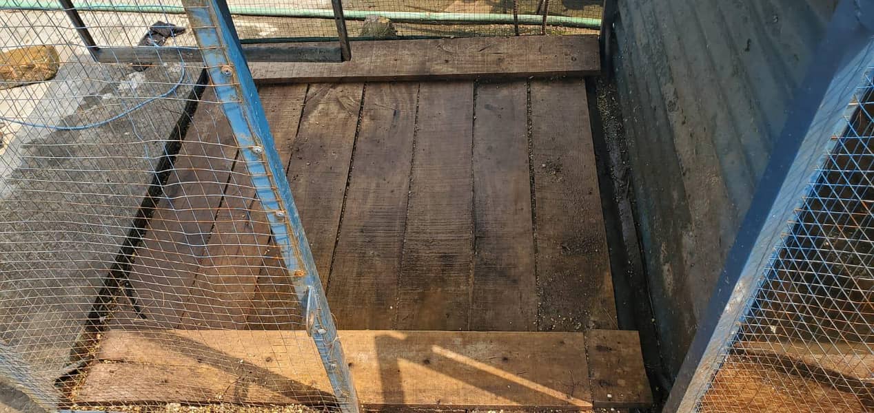 Hens cage 8