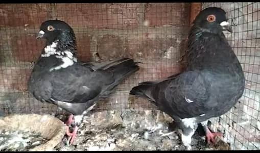 Pigeons For sale