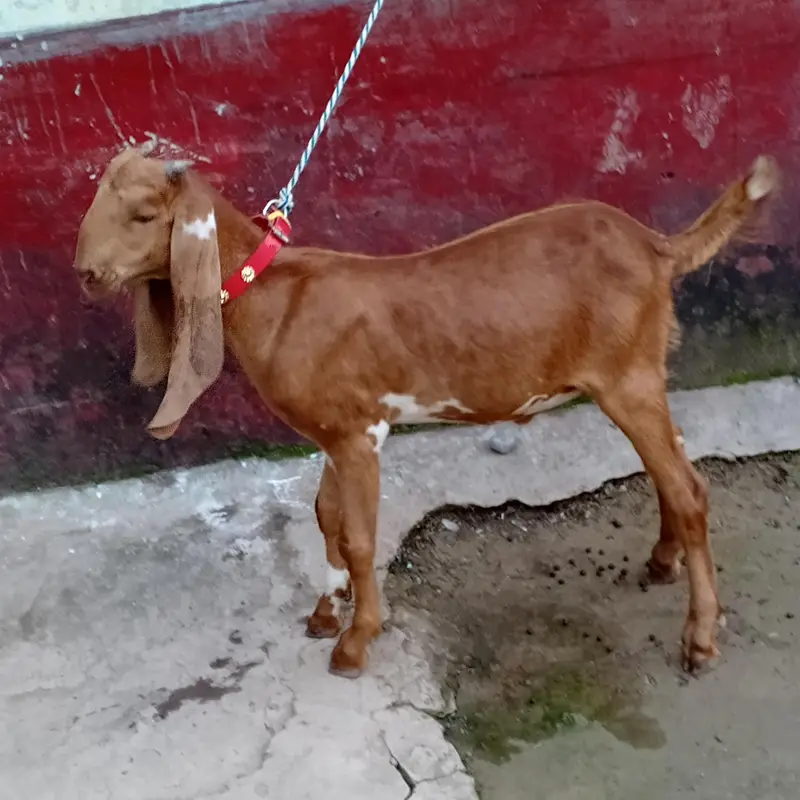 بکرا فار سیل عمر چھ  ہے — photo 2