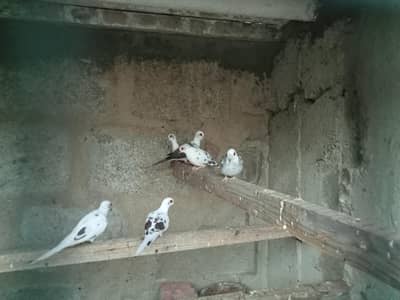 pied dove