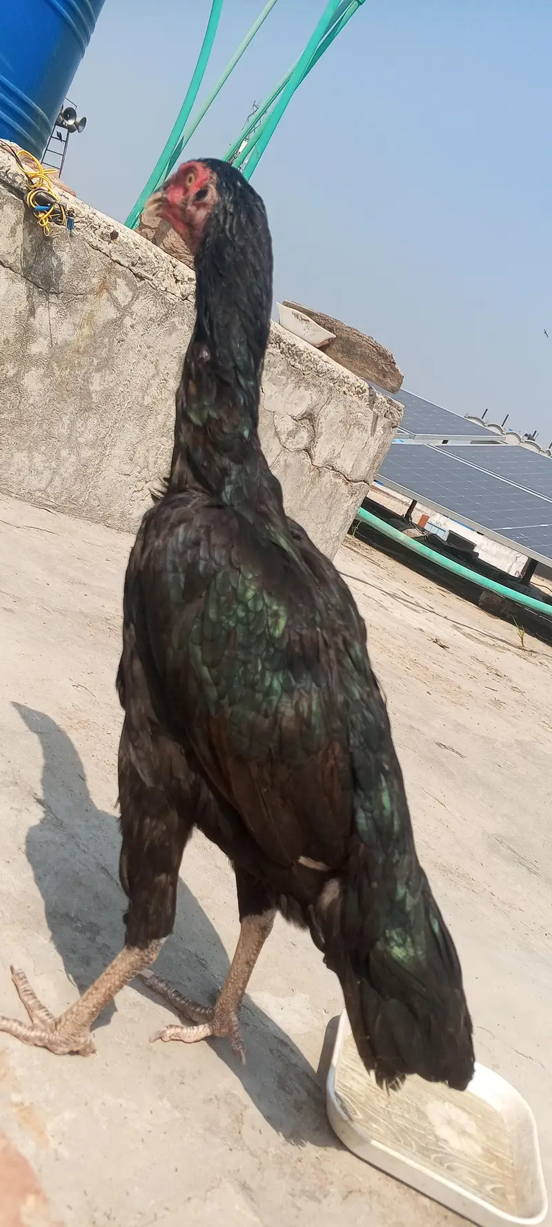 Jet Black Mushka Aseel Pair Patha Pathi Murga Murgi 03098573144 — photo 2