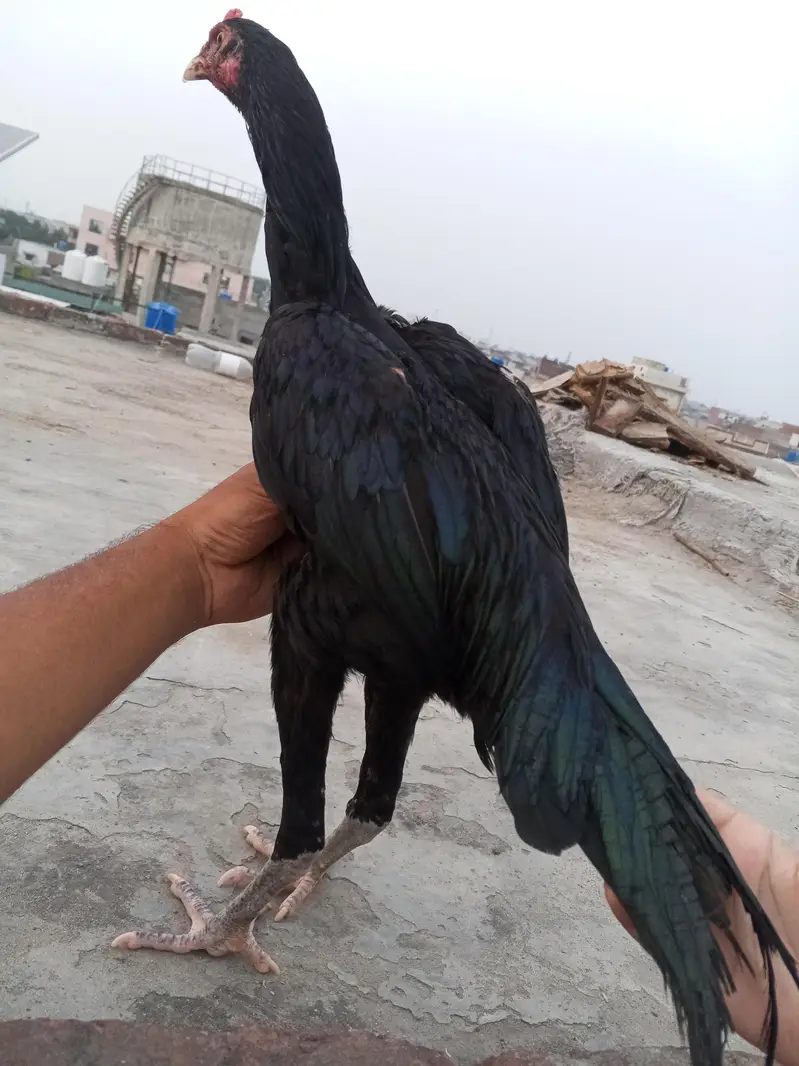 Jet Black Mushka Aseel Pair Patha Pathi Murga Murgi 03098573144 — photo 3