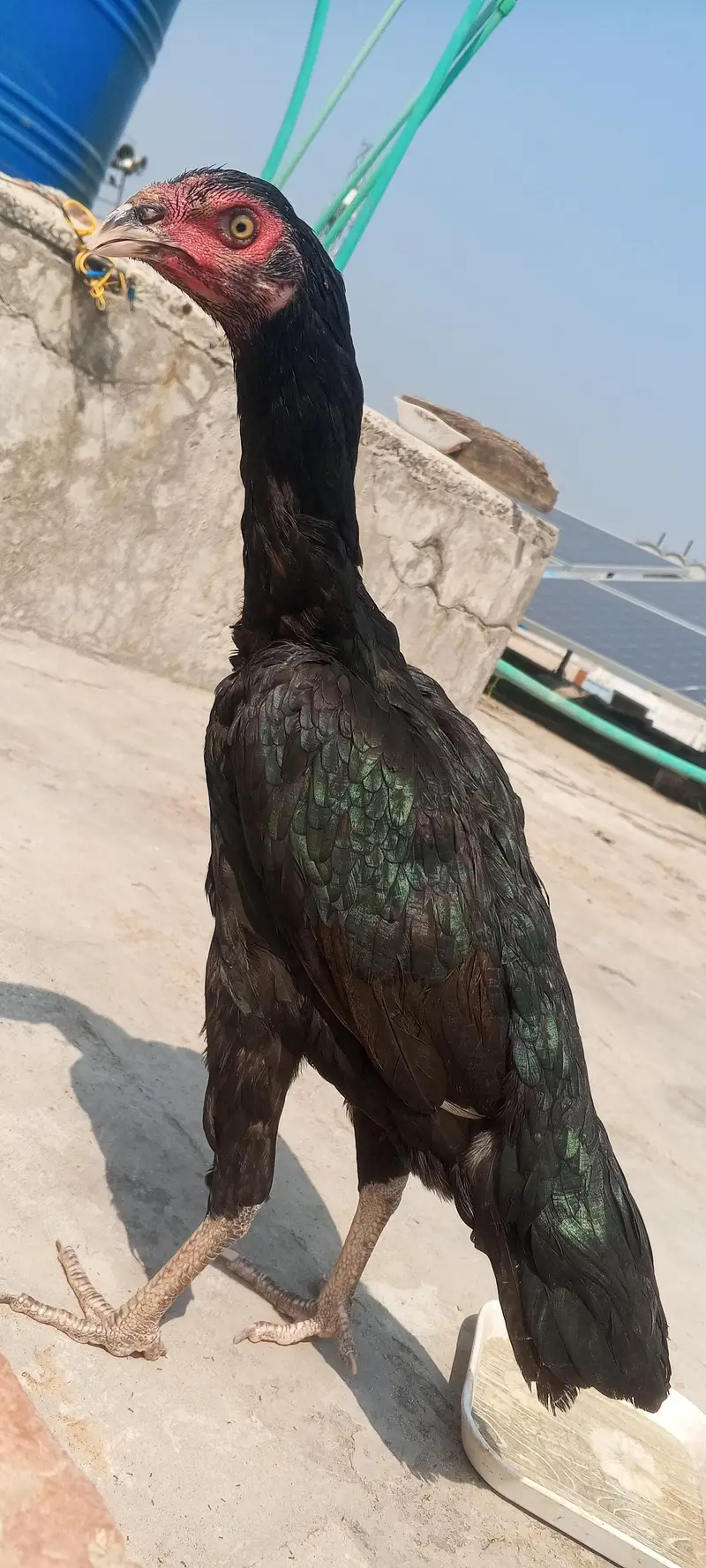 Jet Black Mushka Aseel Pair Patha Pathi Murga Murgi 03098573144 — photo 4