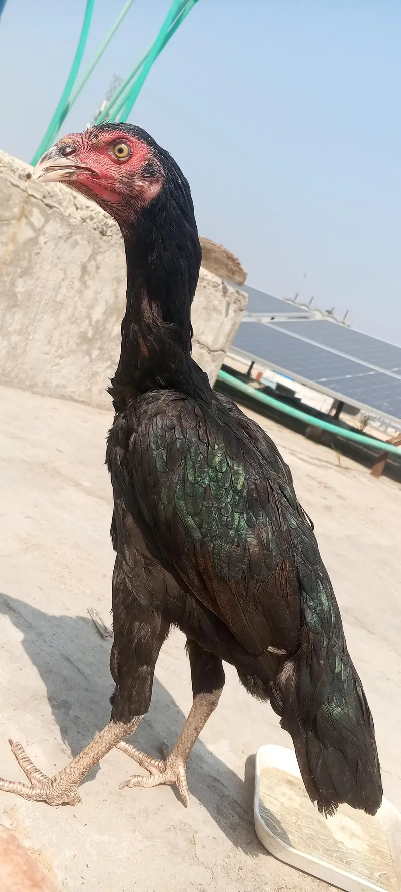 Jet Black Mushka Aseel Pair Patha Pathi Murga Murgi 03098573144 — photo 6