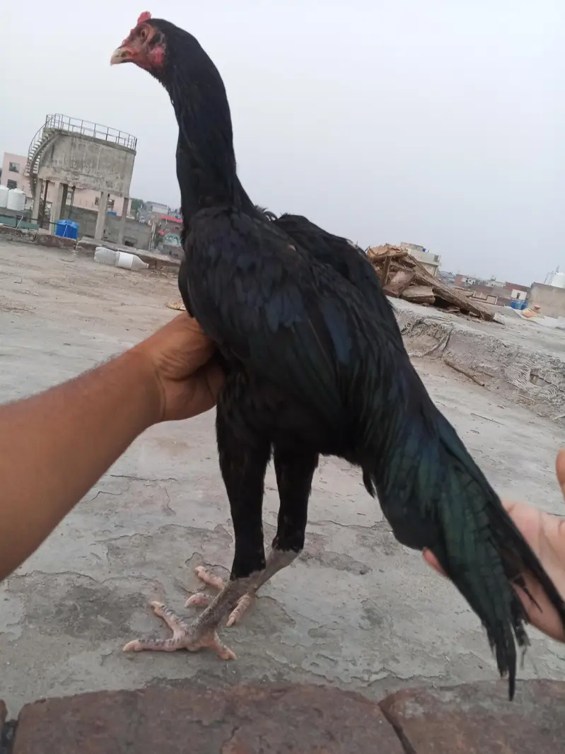 Jet Black Mushka Aseel Pair Patha Pathi Murga Murgi 03098573144 — photo 7