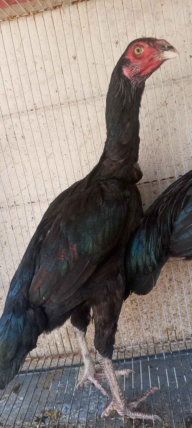 Jet Black Mushka Aseel Pair Patha Pathi Murga Murgi 03098573144 — photo 8