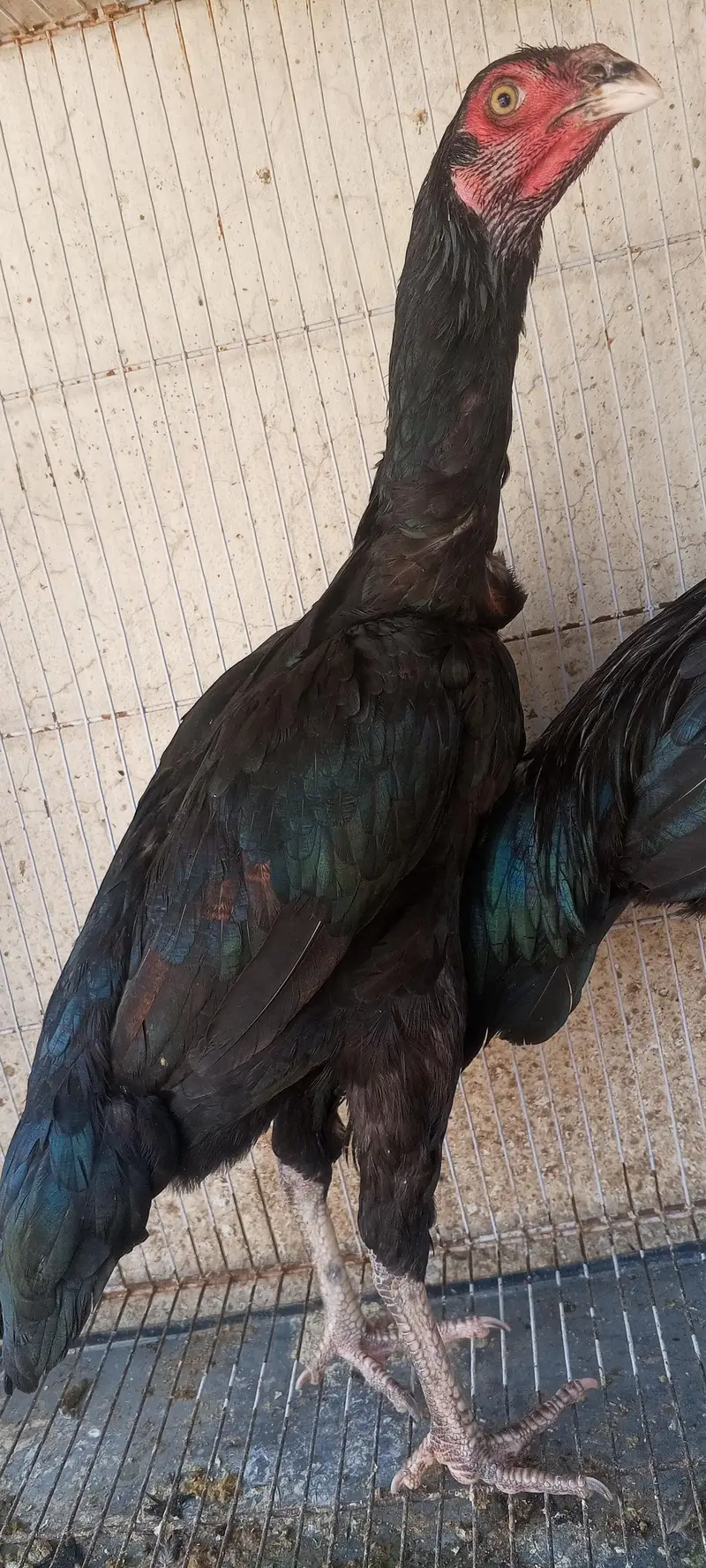 Jet Black Mushka Aseel Pair Patha Pathi Murga Murgi 03098573144 — photo 9