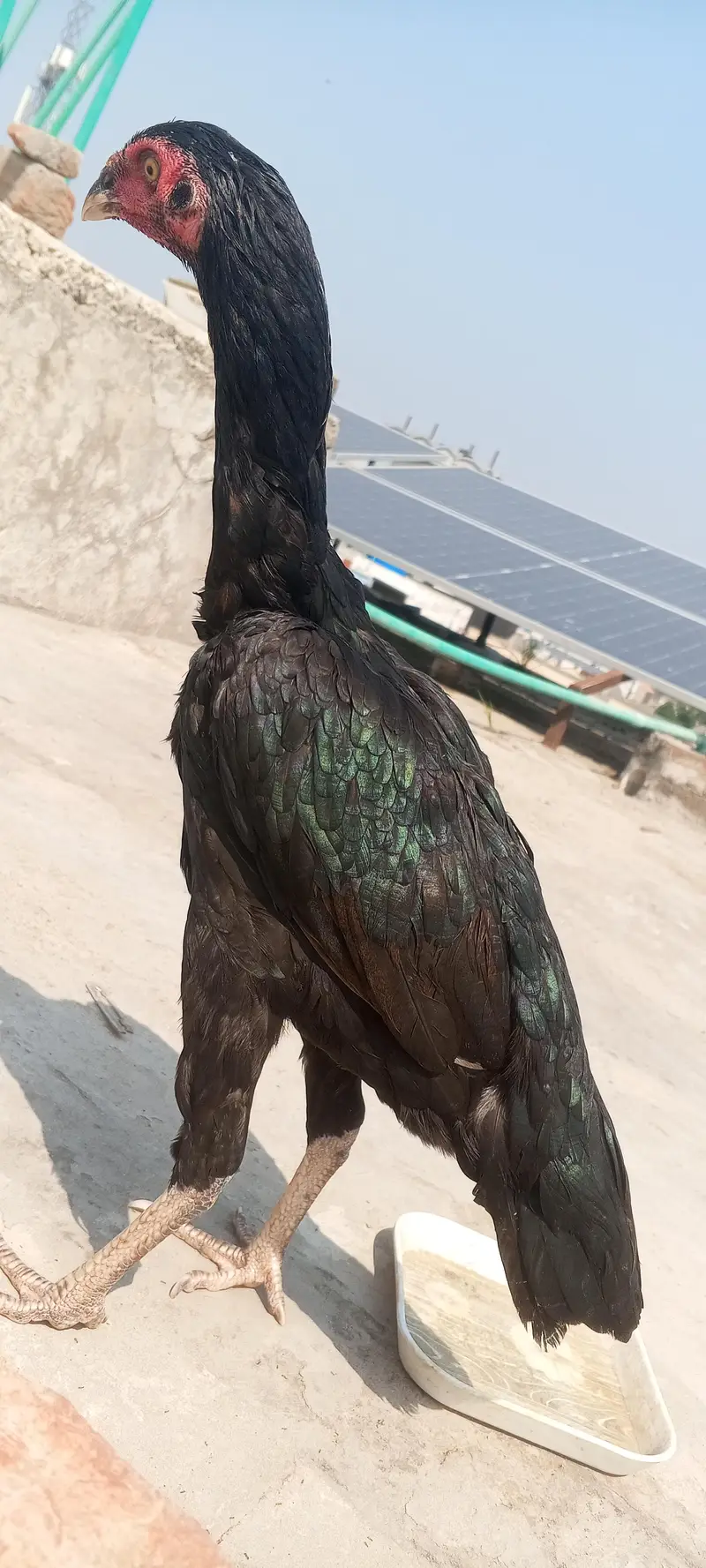 Jet Black Mushka Aseel Pair Patha Pathi Murga Murgi 03098573144 — photo 10