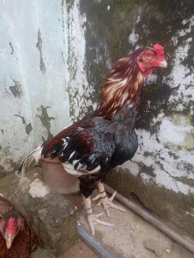 for sale or exchange with quality aseel murga