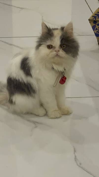 Persian cat