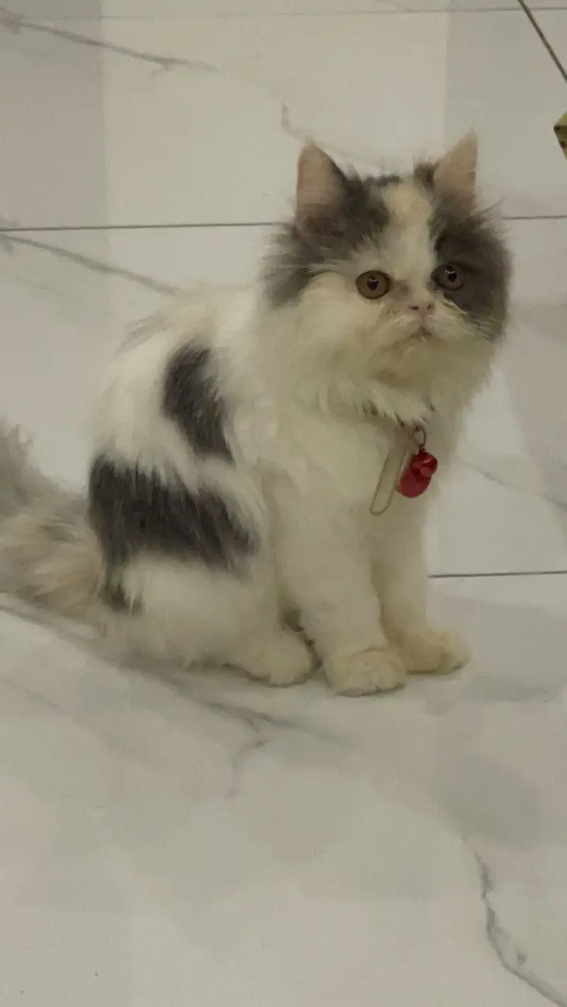 Persian cat — photo 4