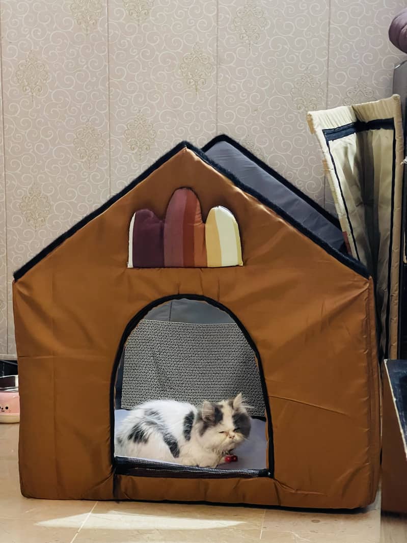 Persian cat 4