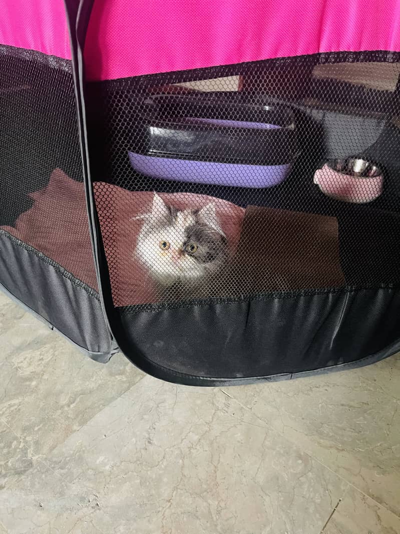 Persian cat 5