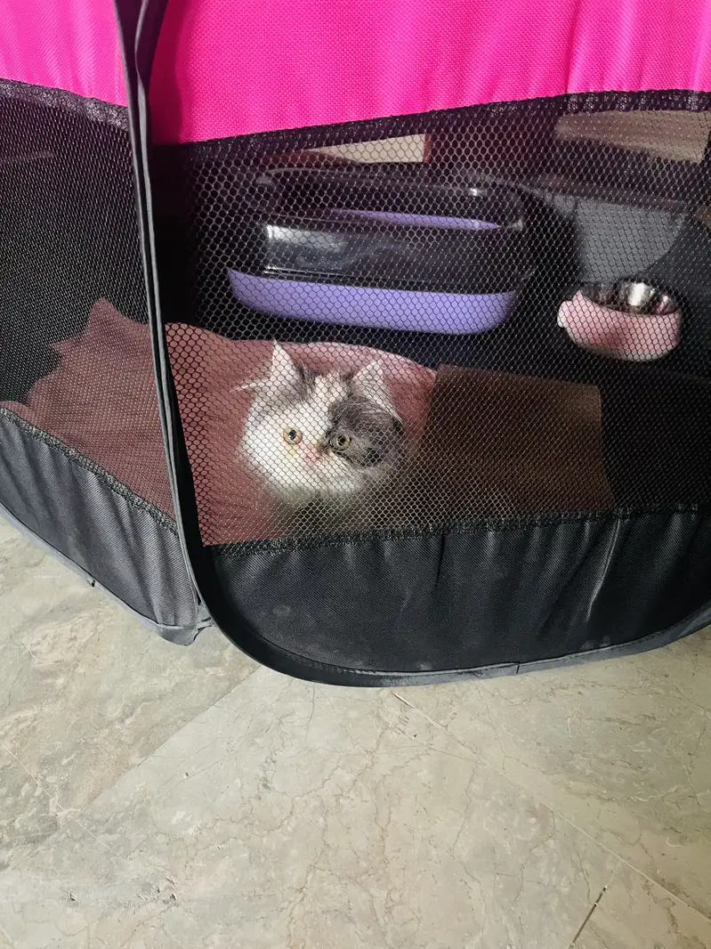 Persian cat — photo 6