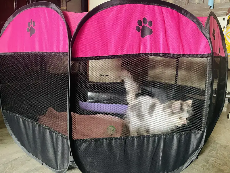 Persian cat — photo 7