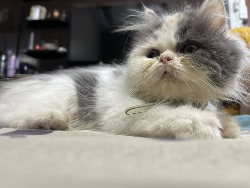 Persian cat 9