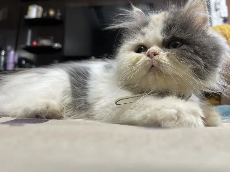 Persian cat — photo 10