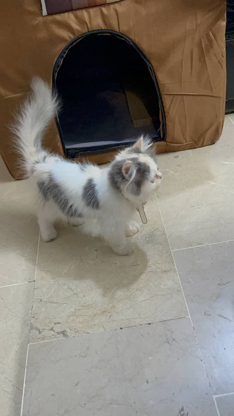 Persian cat 10