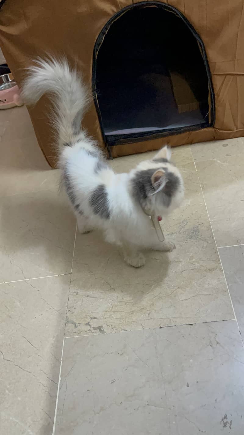 Persian cat 11