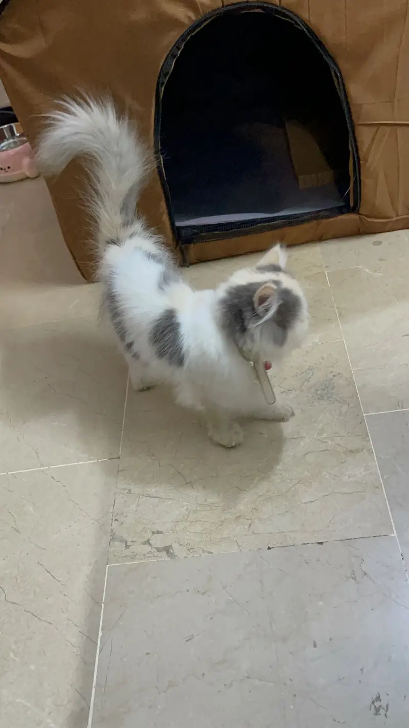Persian cat — photo 12