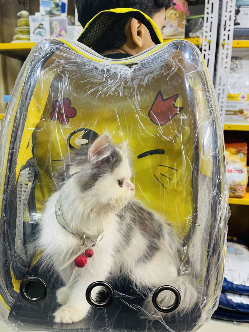 Persian cat 14