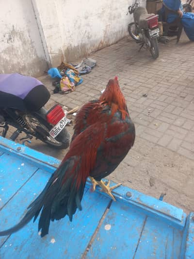 aseel patha