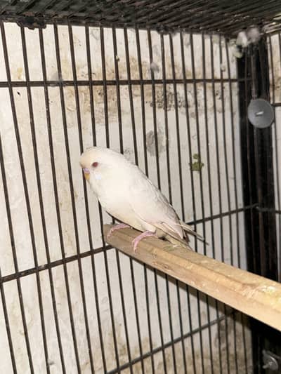 Exhibition Red Eyes Albino Male