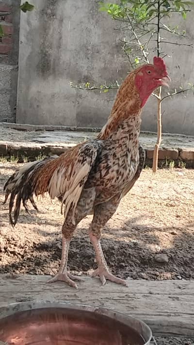 Breeder Aseel Pair