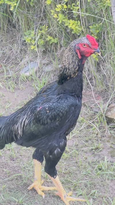 Sale sale , outstanding O Shamo