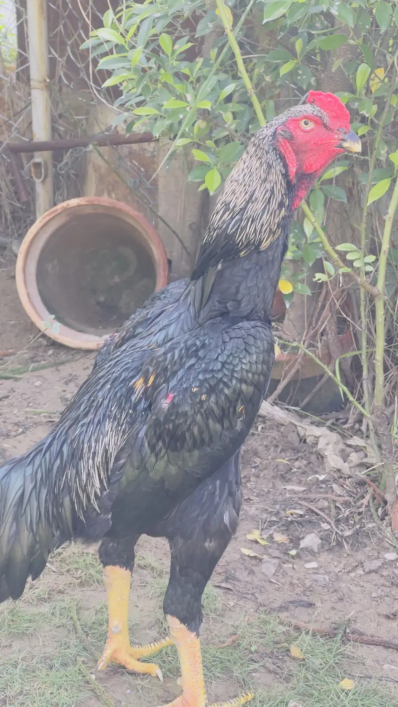 Sale sale , outstanding O Shamo — photo 3