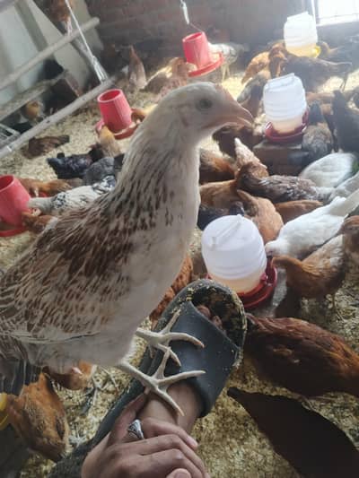 golden misri murgi healthy 1kg wa8