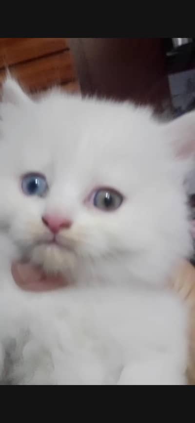 Cute Persian kitten pair