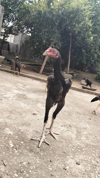 Black Shamoo Young Roosters