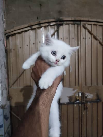 Persian kitten for sale