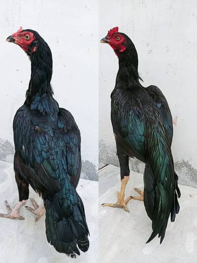 Mushka pair