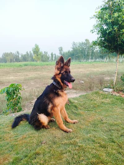 German shepherd  female vaccinated