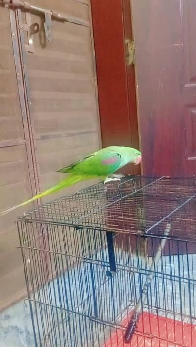 Raw parrot female for sale