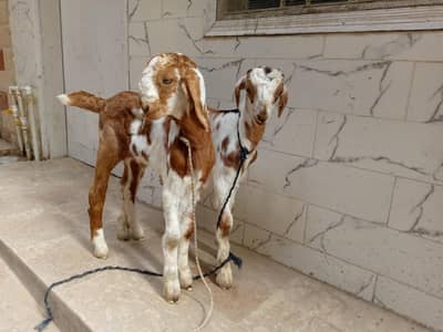 bakri ka bachy