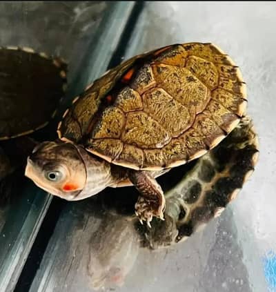 TURTLE FOR SALE!!!!!!!