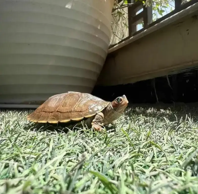 TURTLE FOR SALE!!!!!!! — photo 2