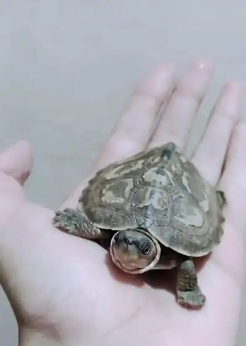 TURTLE FOR SALE!!!!!!! — photo 3