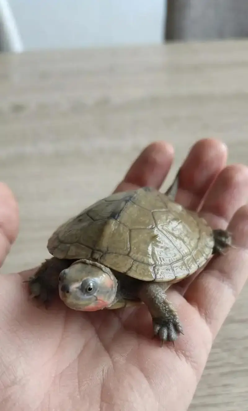 TURTLE FOR SALE!!!!!!! — photo 4