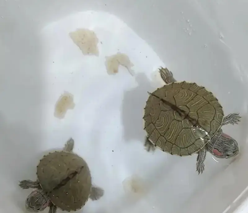 TURTLE FOR SALE!!!!!!! — photo 5