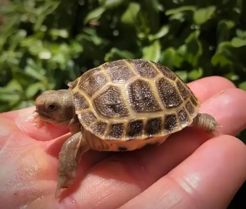 TURTLE FOR SALE!!!!!!! — photo 6