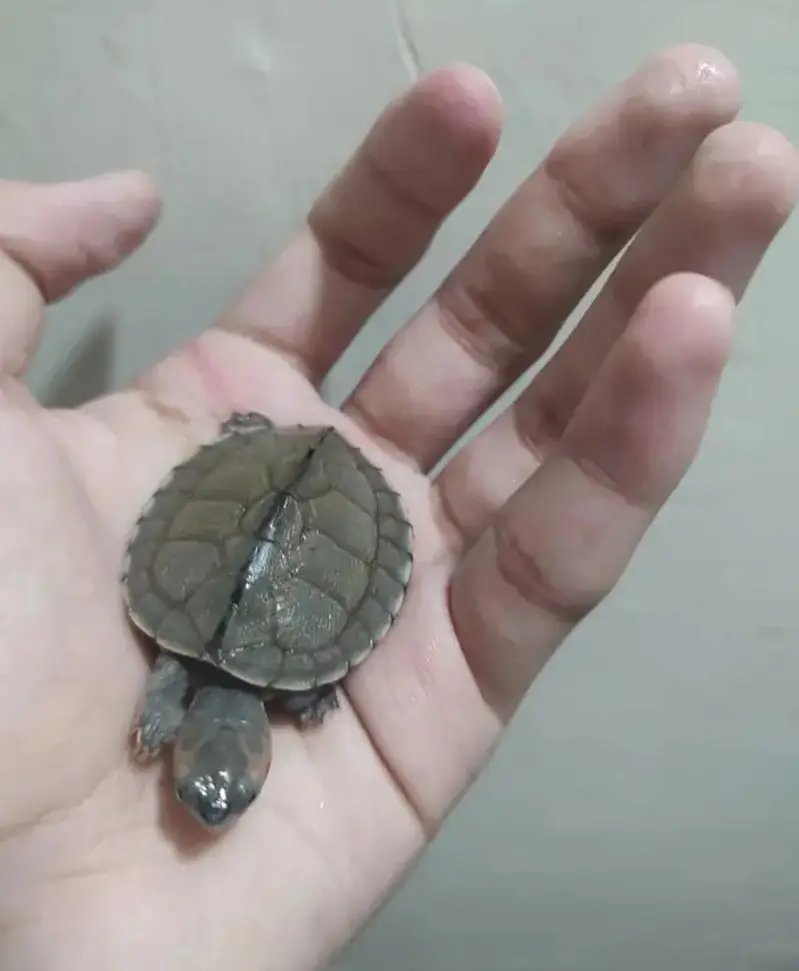 TURTLE FOR SALE!!!!!!! — photo 7