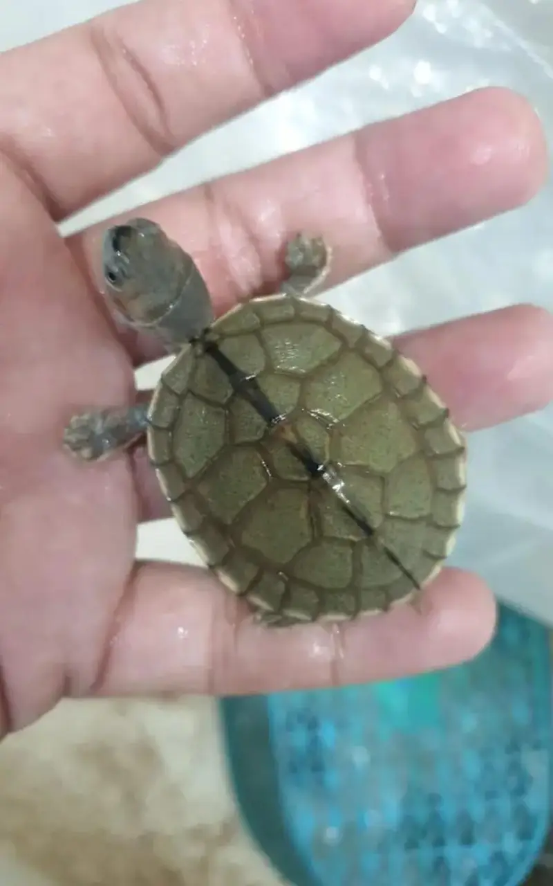 TURTLE FOR SALE!!!!!!! — photo 8